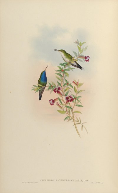 Sapphironia caeruleogularis = Lepidopyga caeruleogularis by John Gould